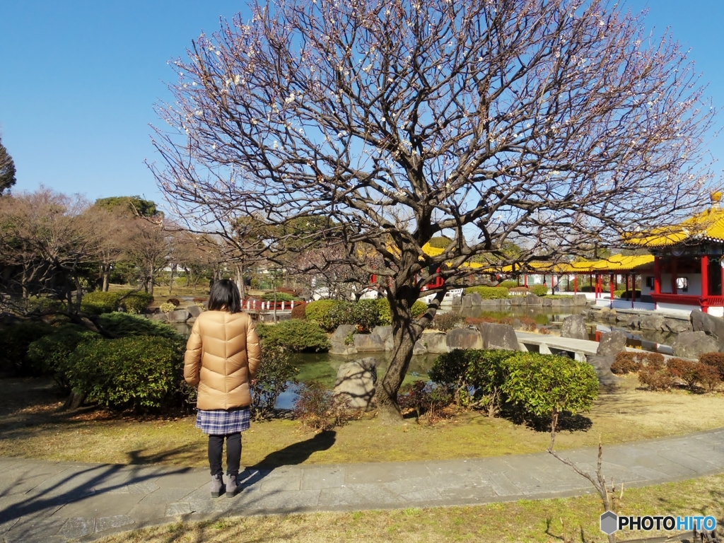 梅の木を眺めると・・・