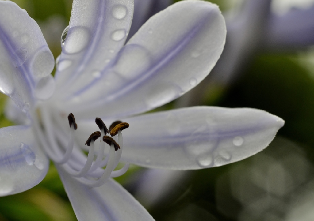 Water flower