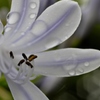 Water flower