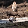 "henngao"・・・散歩の途中で