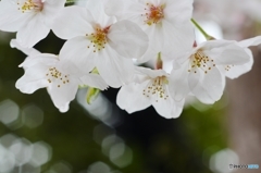 sakura No.7