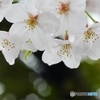 sakura No.7