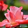 薔薇の三連星・・・ふた星