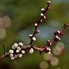 Plum・・・in　spring