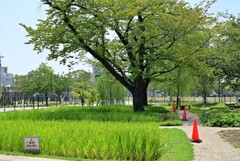 桜の樹木と稲