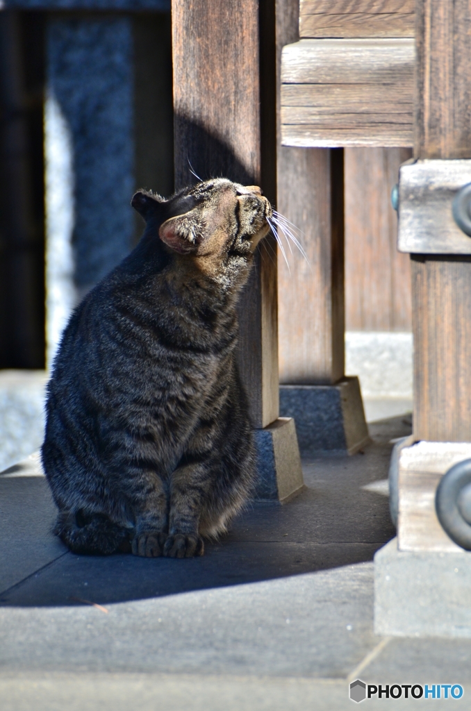 のらの想い
