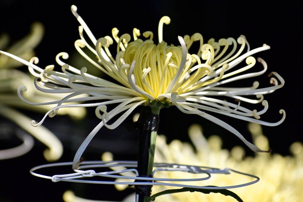 chrysanthemum of mystery