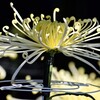 chrysanthemum of mystery