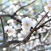 にぎやかな春