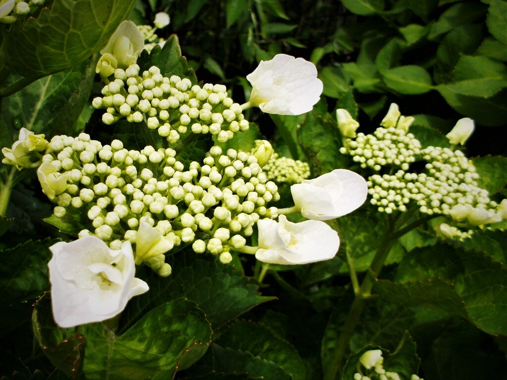 はじめての紫陽花・・・