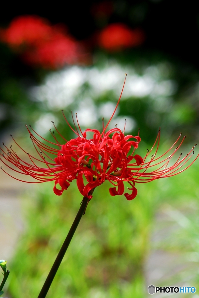 彼岸花