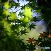 紅葉，み～つけた！