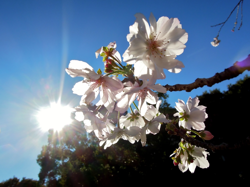 逆向桜