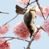 どの蜜がいいかな？