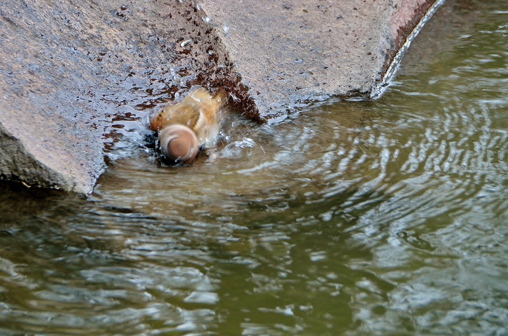 春先の水浴び