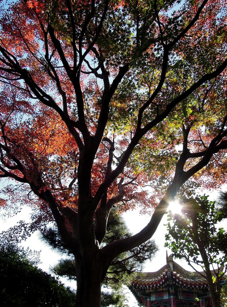 ”Among colored leaves”
