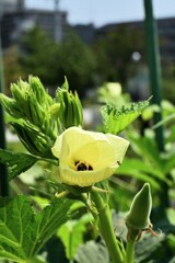 オクラの花