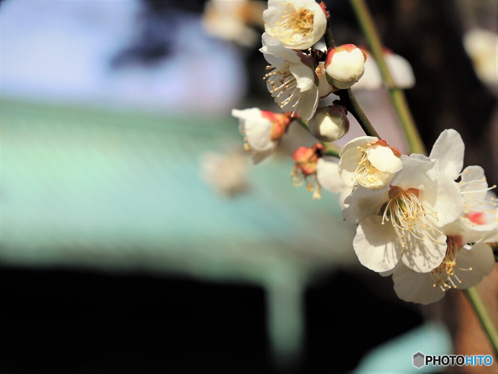 梅