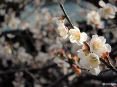 湯島聖堂の梅