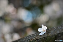 境の　さくら