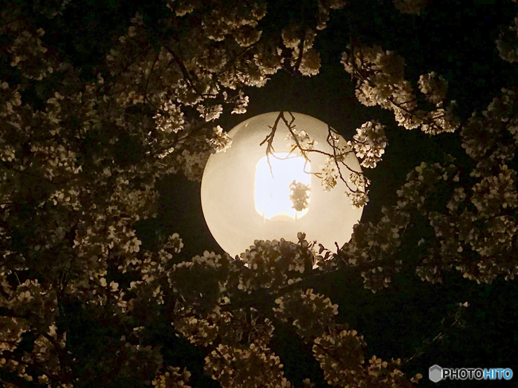 夜桜の・・・