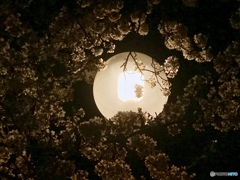 夜桜の・・・