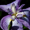 花菖蒲