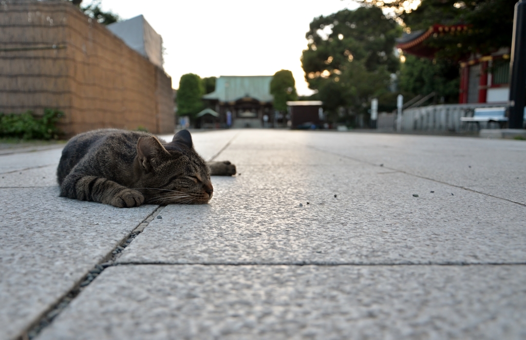 ごろねこ