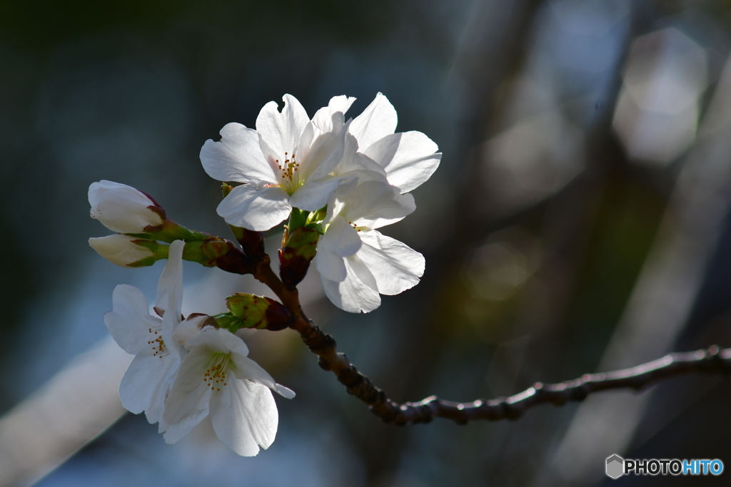 今年オールドレンズで撮った、さくら