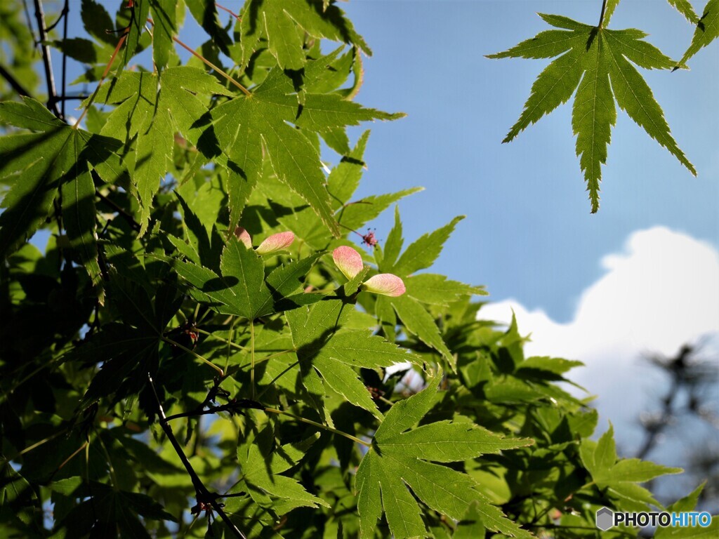 季節の通過点(春)