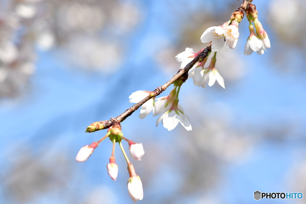 かわいかったね。