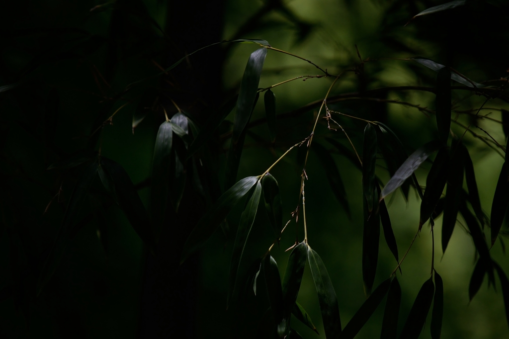 Through lens・・・Clump of bamboo