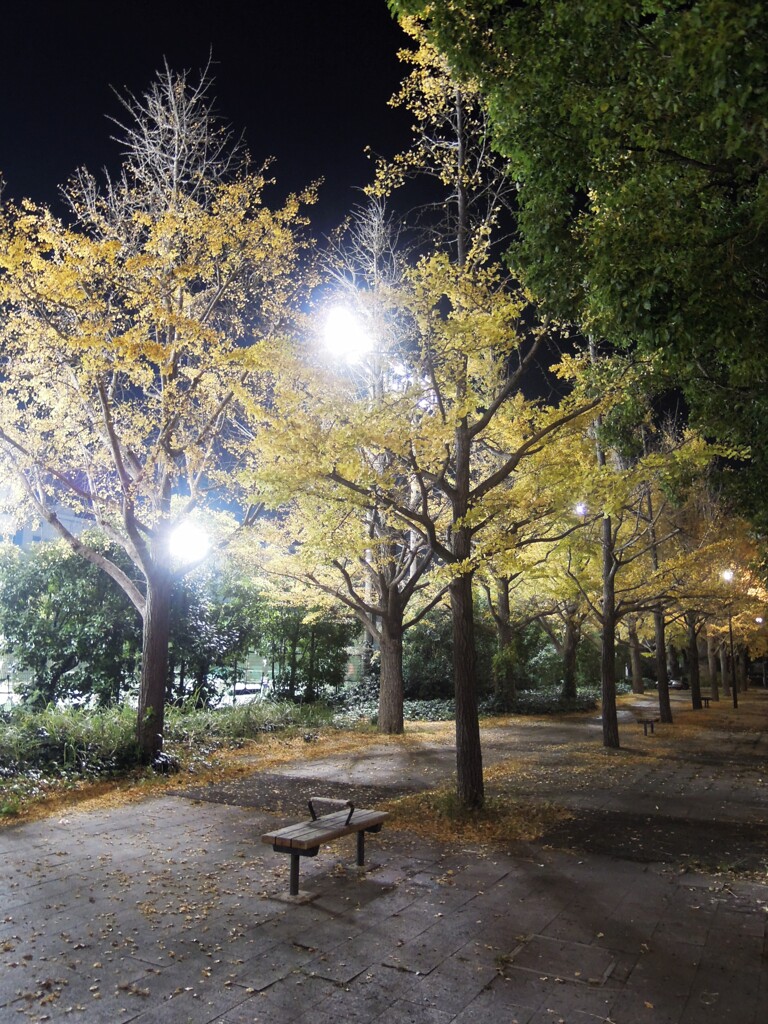 夜の公園