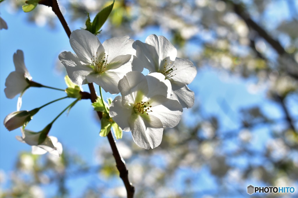 spring