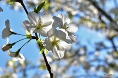 spring