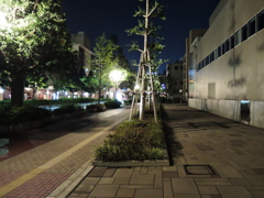夜散歩・・・イチョウ並木