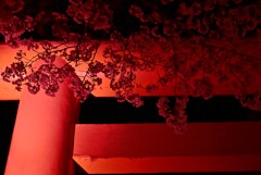 桜のと鳥居の紅
