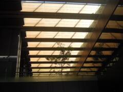 One tree