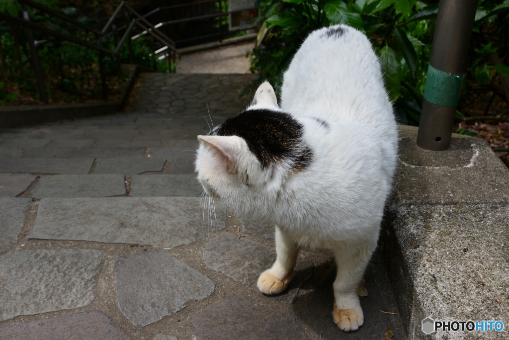 振り返られる猫