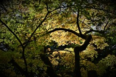 晩秋の奈良