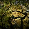 晩秋の奈良