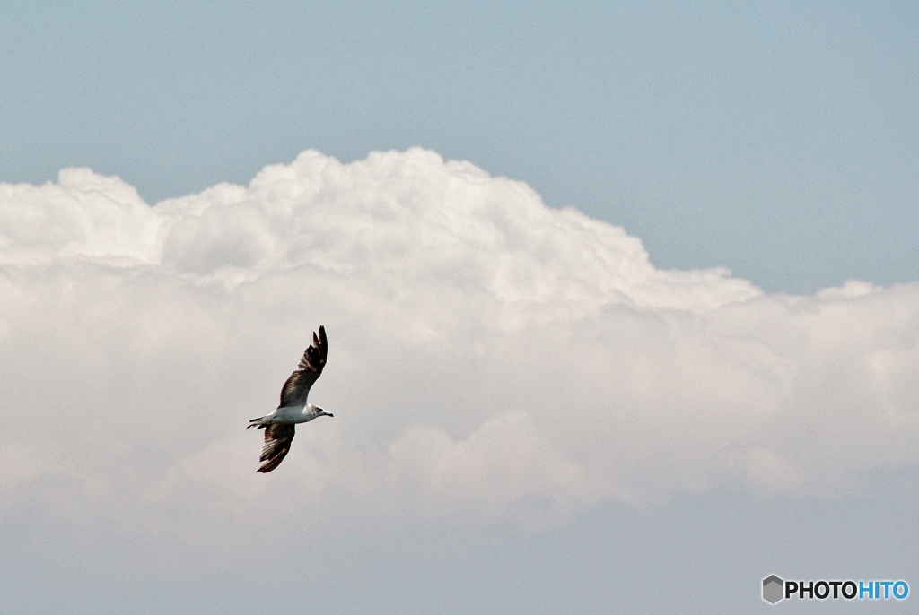 夏空に海鳥・・・