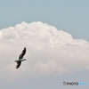 夏空に海鳥・・・