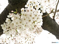 さくらが・・・たくさん！