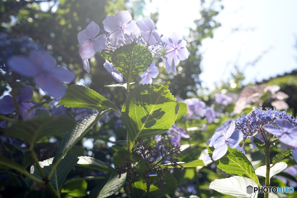 逆光の紫陽花