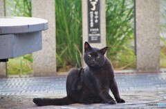 湯畑の主の黒猫