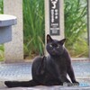 湯畑の主の黒猫