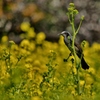 菜の花畑・・・（ヒヨドリくんver）