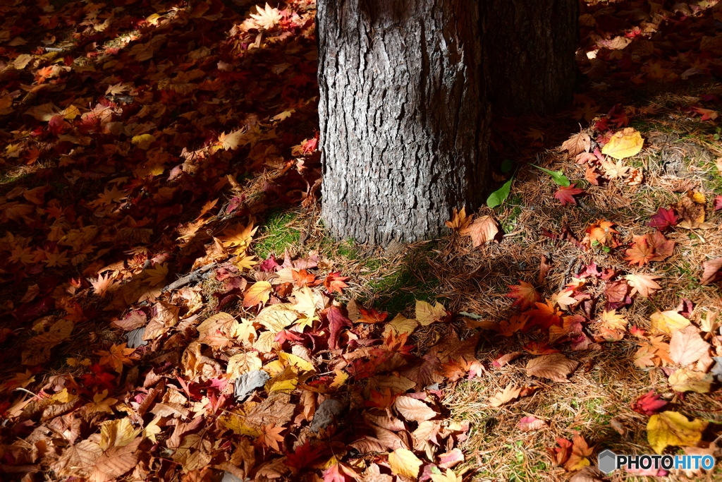 Autumn