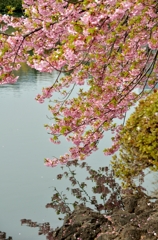 sakura